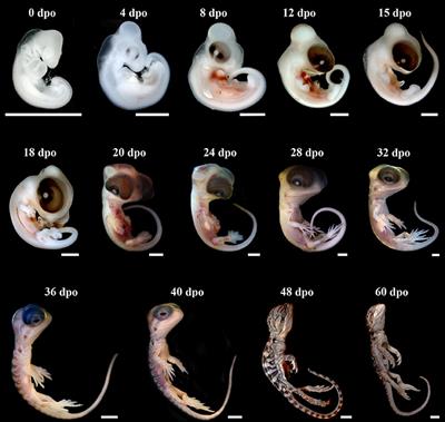 Skull Development, Ossification Pattern, and Adult Shape in the Emerging Lizard Model Organism Pogona vitticeps: A Comparative Analysis With Other Squamates